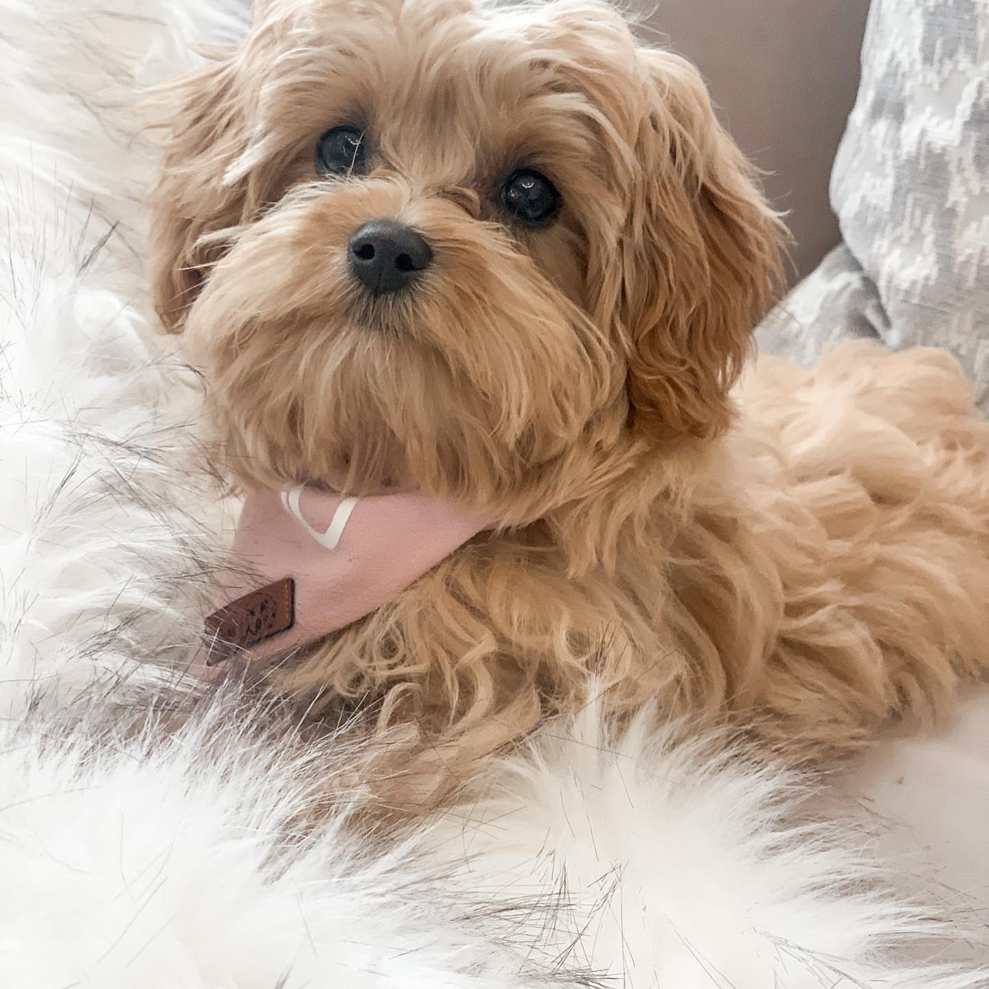 Premium Maltipoo breeding